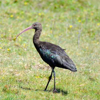 Puna Ibis